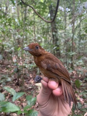 Thamnophilus aethiops