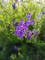 Scutellaria baicalensis