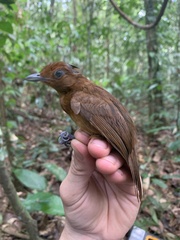 Thamnophilus aethiops