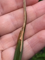 Cosmopterix attenuatella