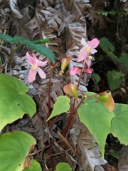 Begonia megaptera
