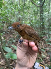 Thamnophilus aethiops