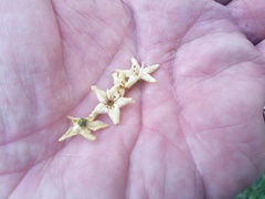 Flindersia bourjotiana