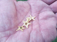 Flindersia bourjotiana