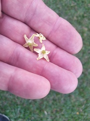 Flindersia bourjotiana