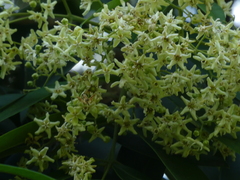 Flindersia bourjotiana