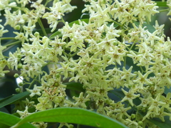 Flindersia bourjotiana