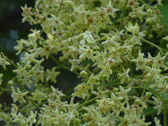 Flindersia bourjotiana