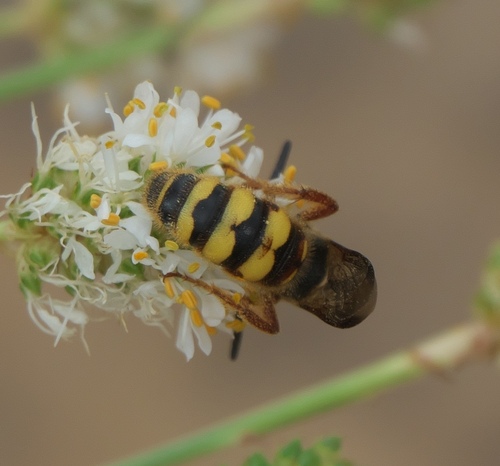 Noble Scoliid Wasp