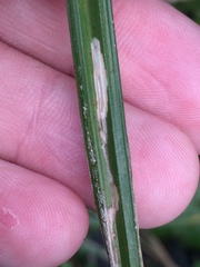 Cosmopterix attenuatella