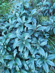 Brachyglottis revoluta