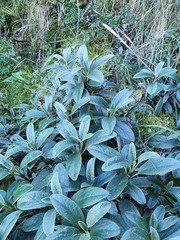 Brachyglottis revoluta