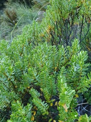 Veronica cockayneana