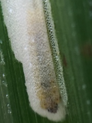 Cosmopterix attenuatella