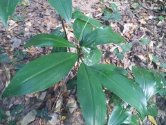 Costus dubius