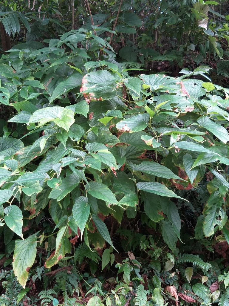Begonia nepalensis