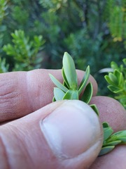 Veronica cockayneana