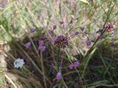 Allium carinatum