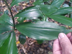 Costus dubius
