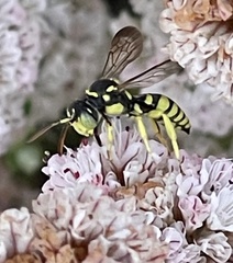 Nomada suavis