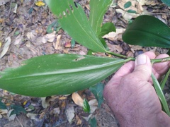 Costus dubius