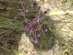 Allium carinatum