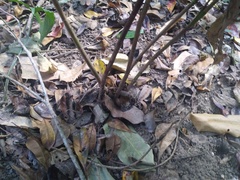 Costus dubius