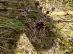 Allium carinatum