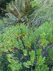 Veronica cockayneana