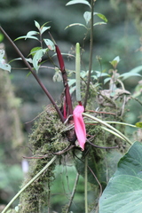 Anthurium sanguineum, photograph (c) GERMAN LEONEL SARMIENTO CRUZ, some rights reserved (CC BY)