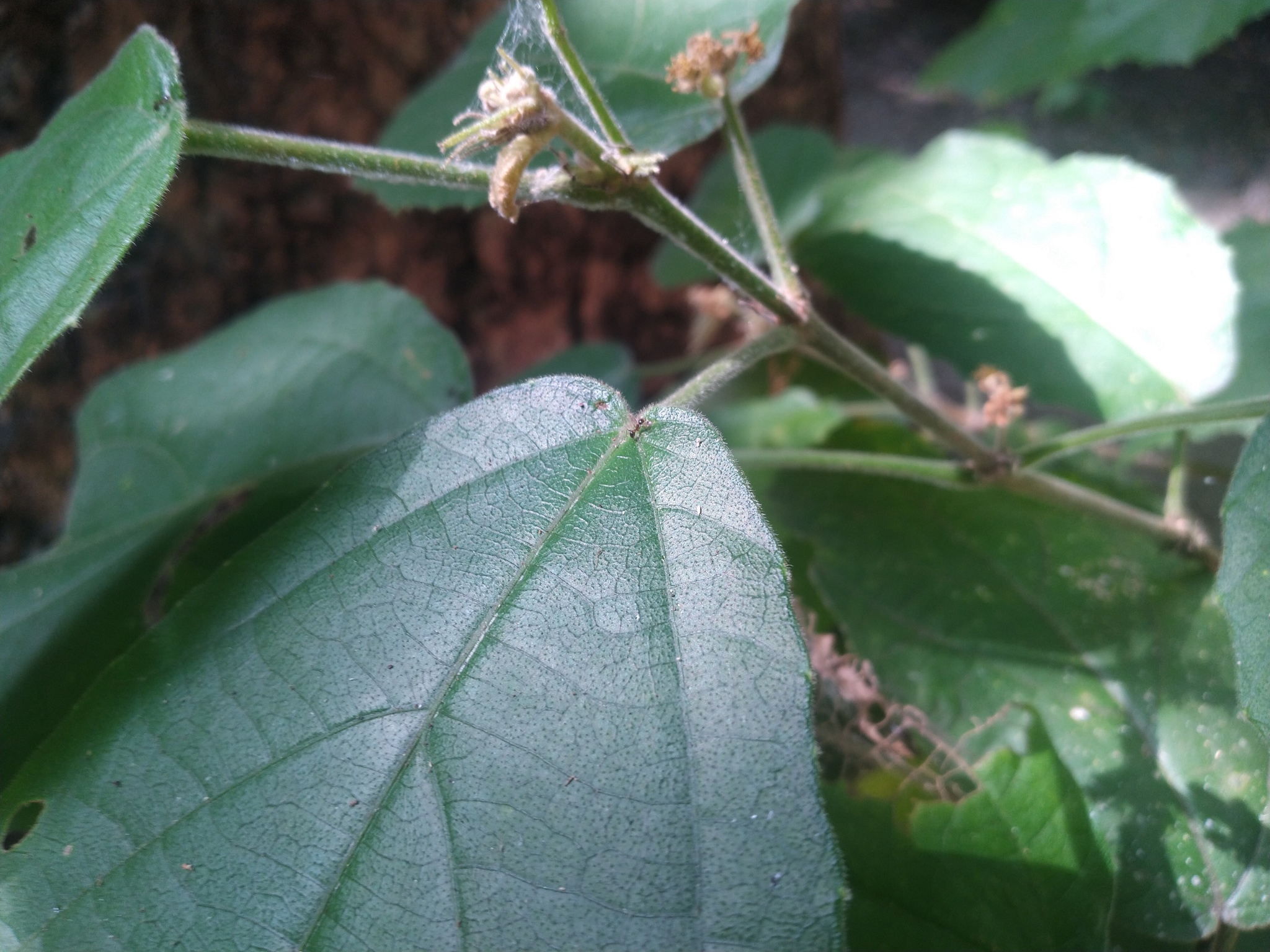 Mallotus ficifolius
