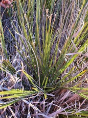 Aciphylla crenulata