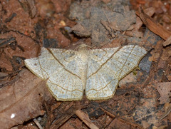 Semiothisa divergentata