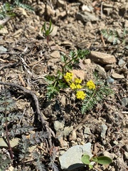 Lomatium sandbergii