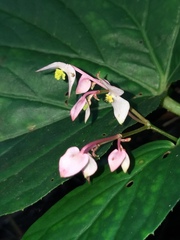Begonia nepalensis
