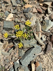 Lomatium sandbergii