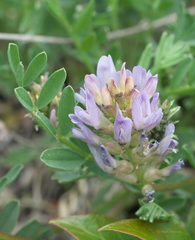 Astragalus laxmannii viciifolius