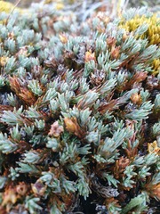 Dracophyllum prostratum