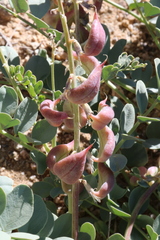 Astragalus cimae