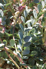 Astragalus cimae