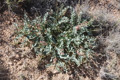 Astragalus cimae