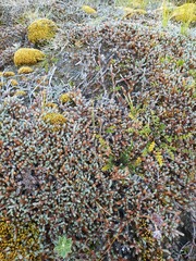 Dracophyllum prostratum