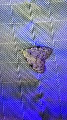 Leuconycta diphteroides