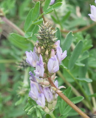 Astragalus laxmannii viciifolius