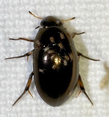 Tropisternus blatchleyi