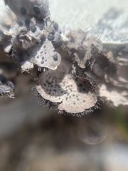 Umbilicaria virginis