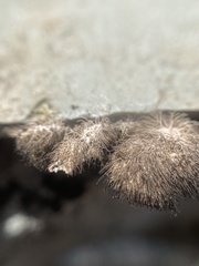 Umbilicaria virginis