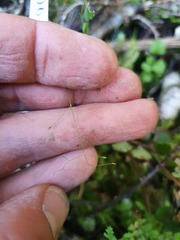 Poa imbecilla