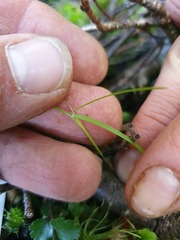 Poa imbecilla