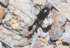 Colliuris lioptera